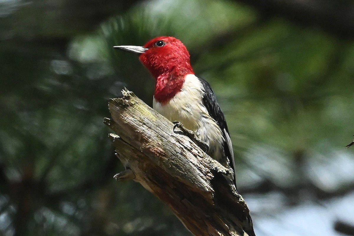 Red-headed Woodpecker - ML620425028