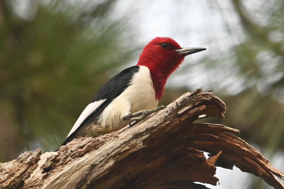 Red-headed Woodpecker - ML620425029