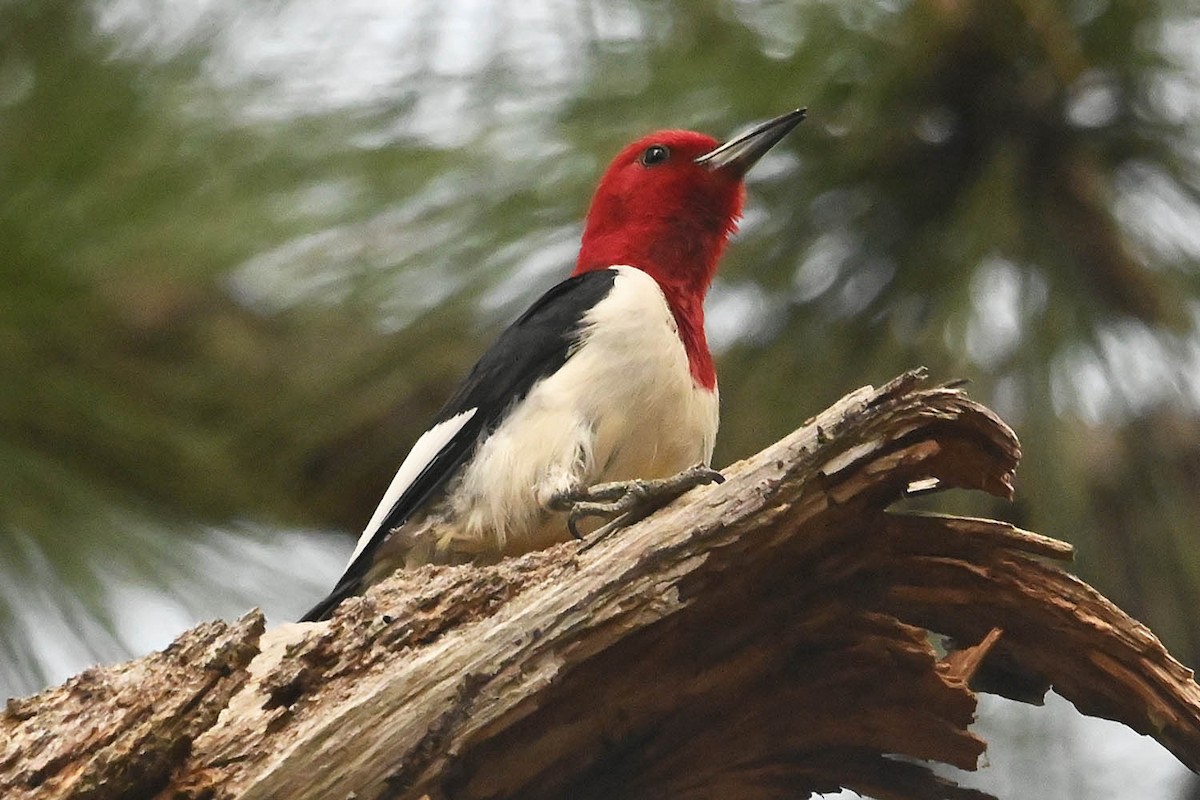 Red-headed Woodpecker - ML620425030