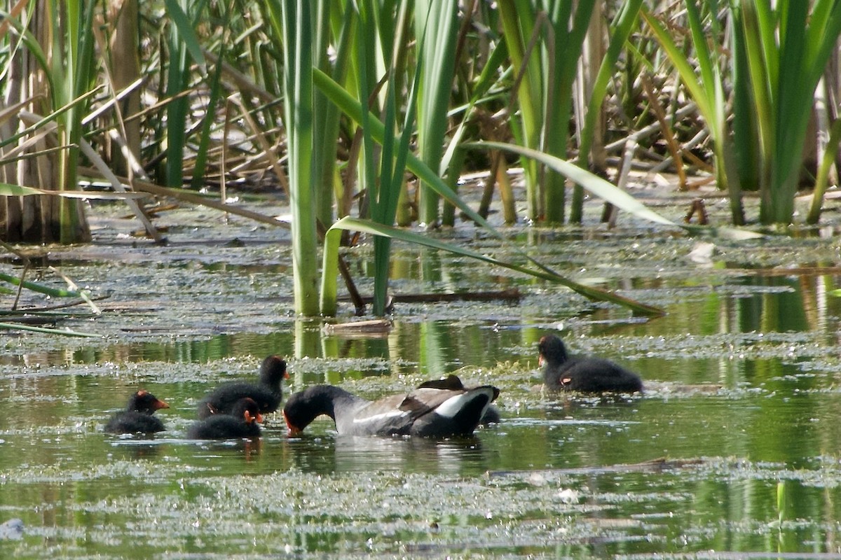 Gallinule d'Amérique - ML620425036