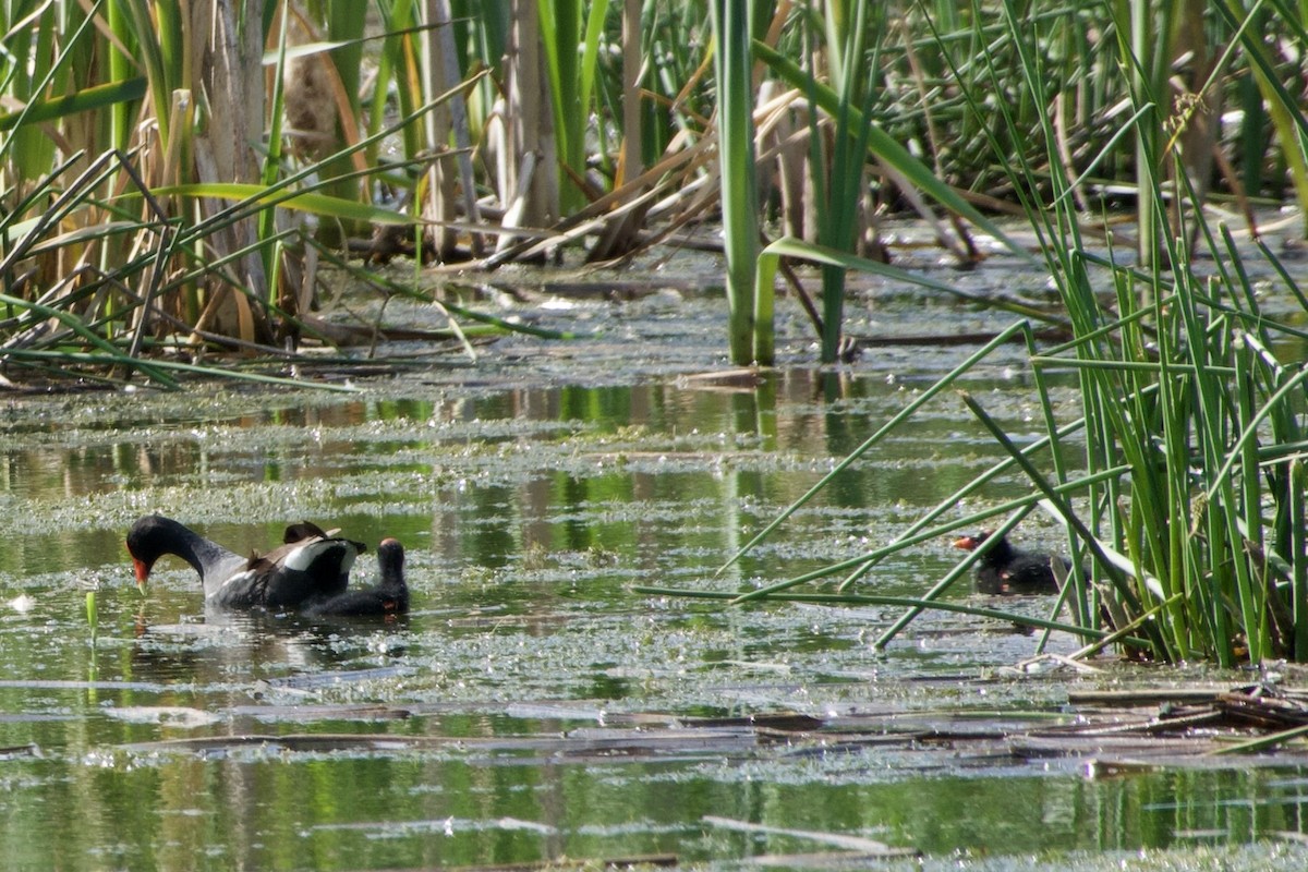 Common Gallinule - Jerry Horak