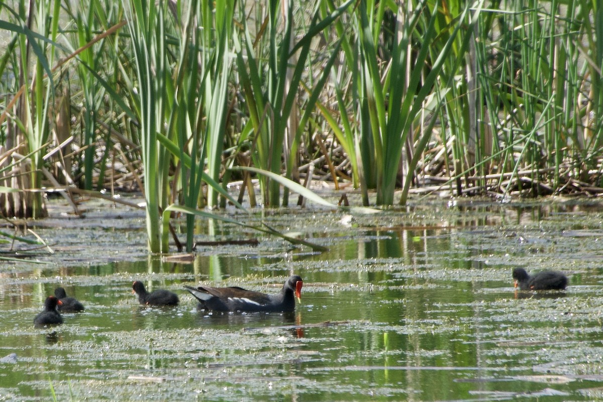 Gallinule d'Amérique - ML620425040