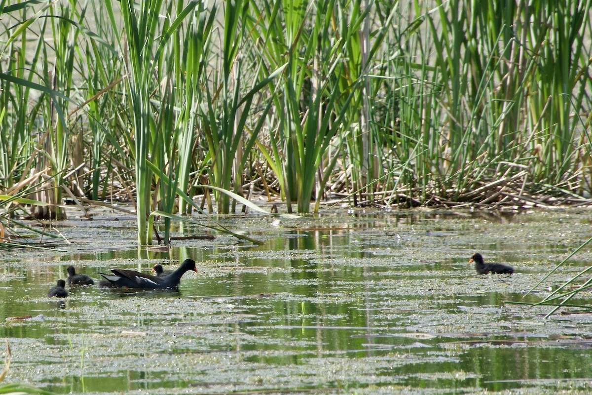 Gallinule d'Amérique - ML620425041