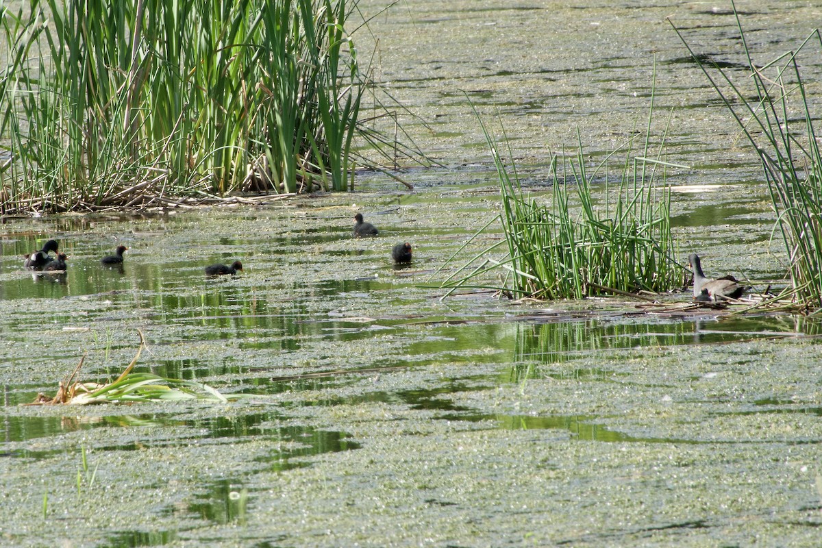 Gallinule d'Amérique - ML620425042