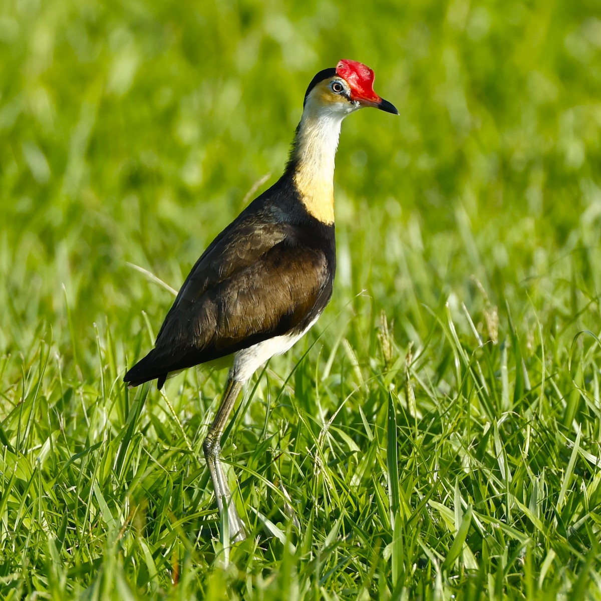 Comb-crested Jacana - ML620425046