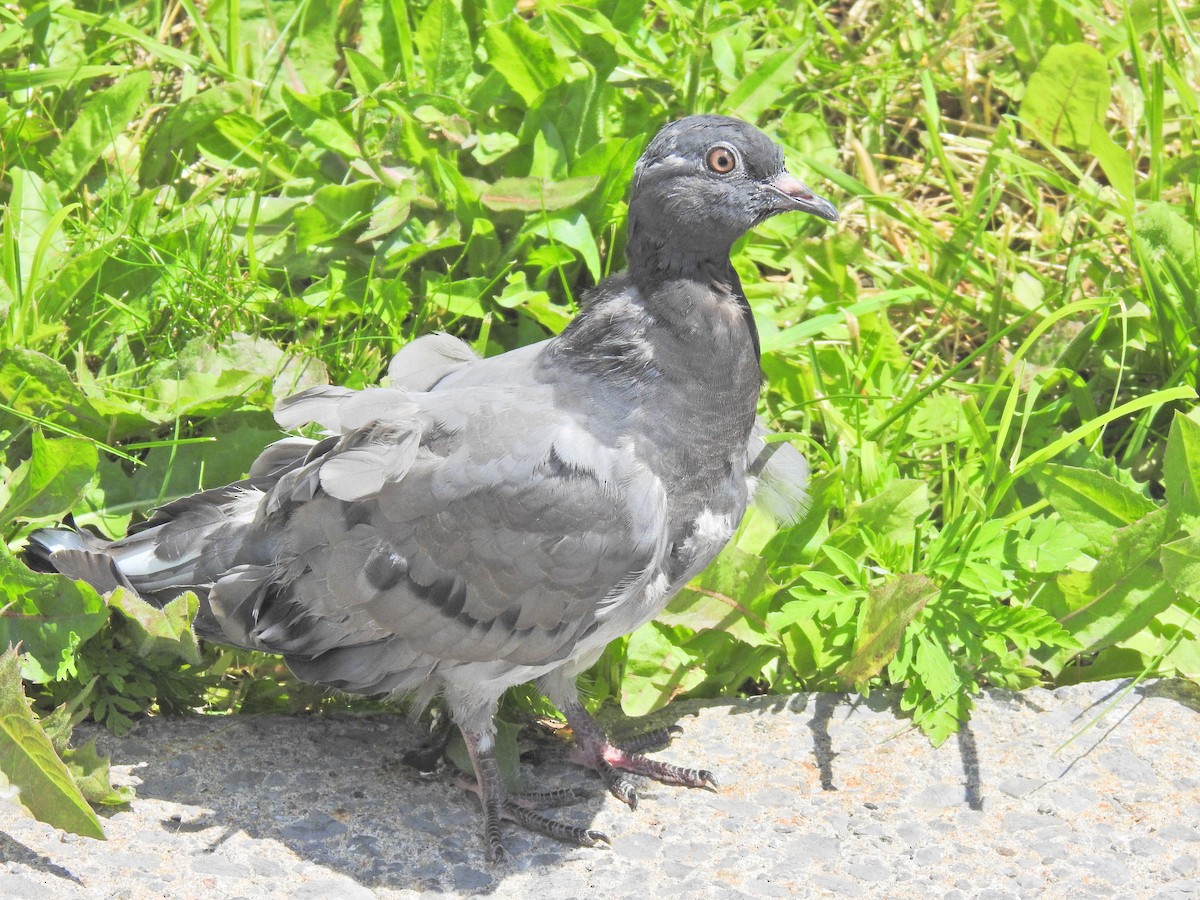 Rock Pigeon (Feral Pigeon) - ML620425048
