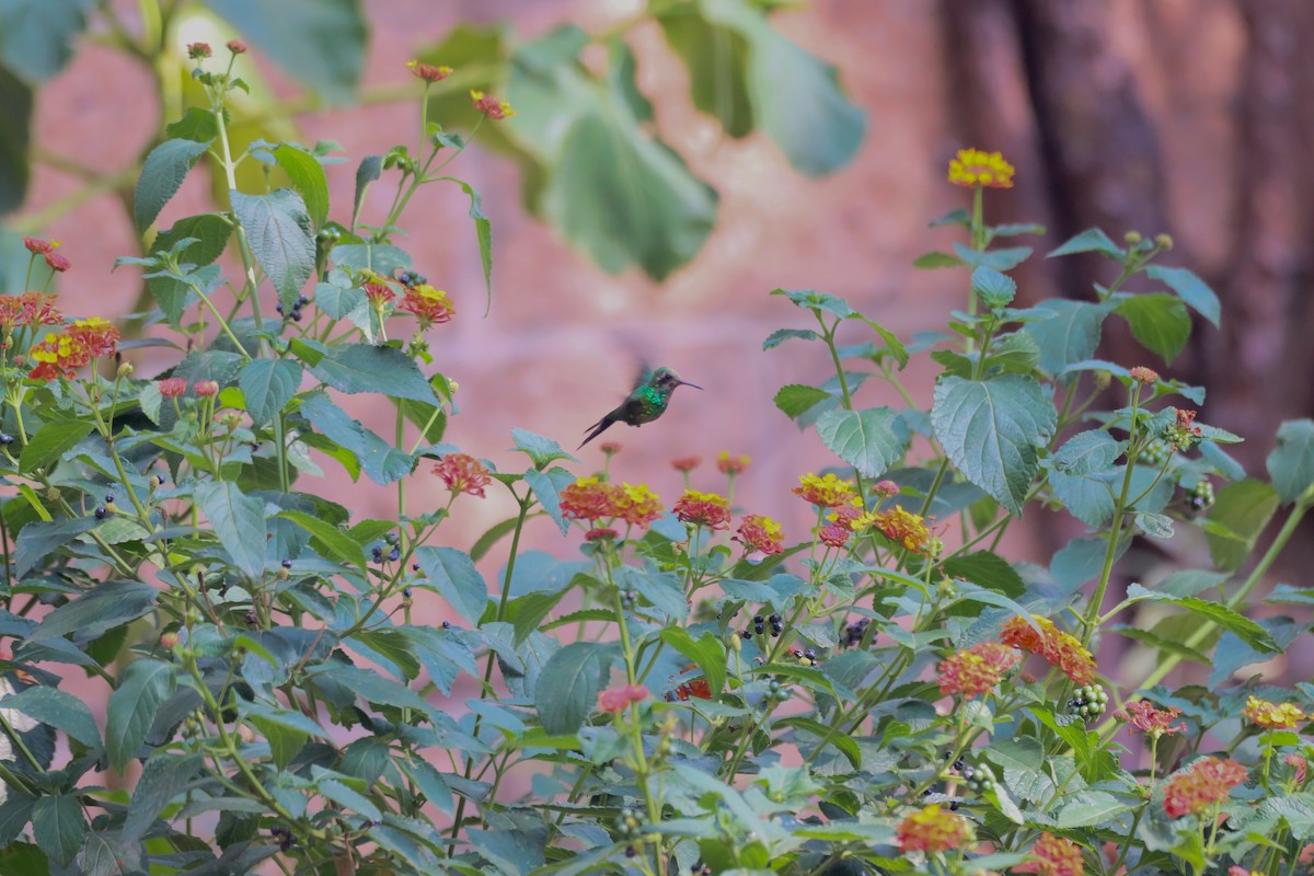 Golden-crowned Emerald - ML620425062