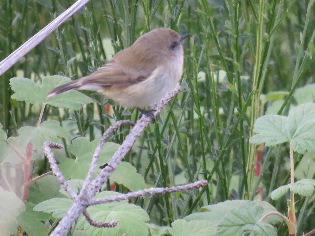 Gray Gerygone - ML620425067