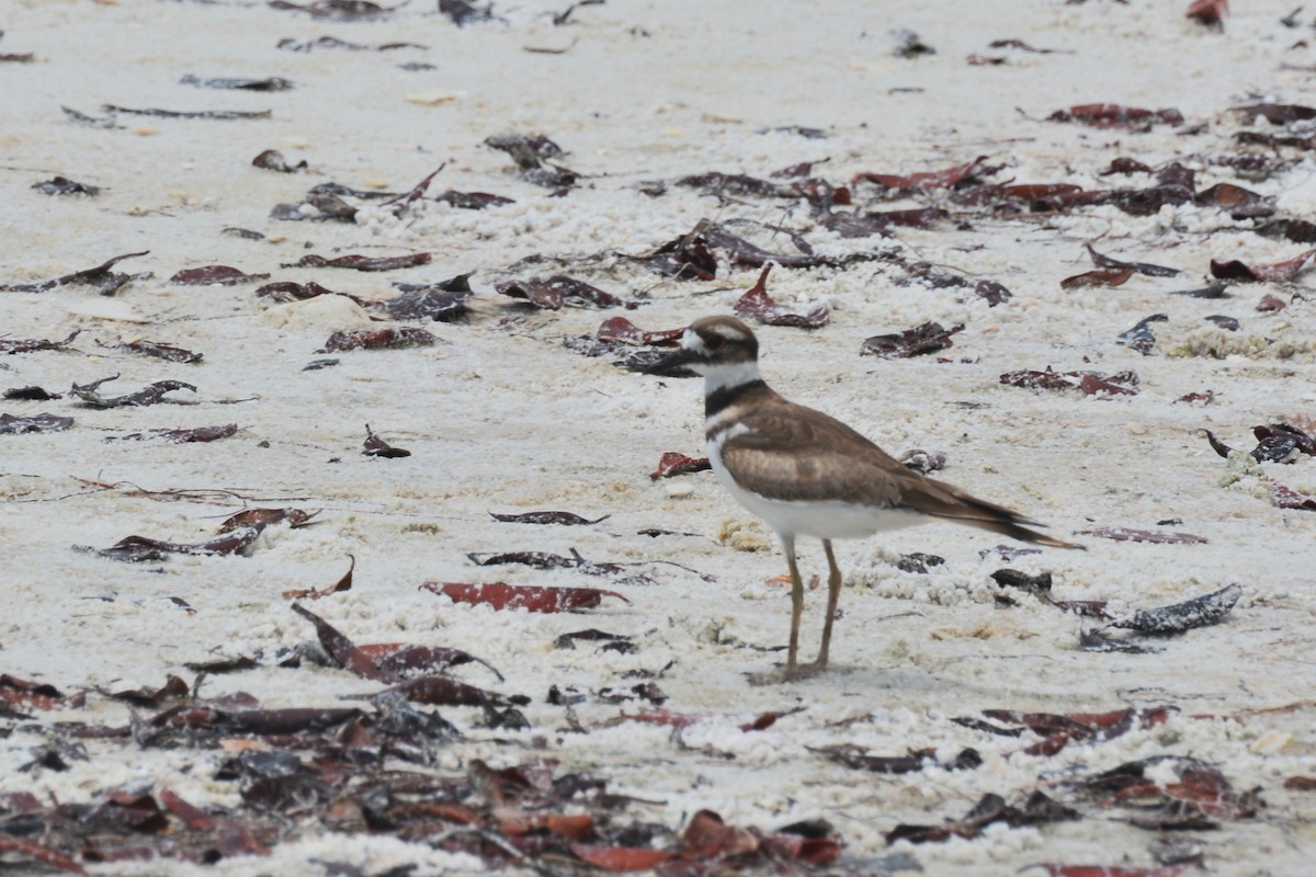 Killdeer - ML620425070