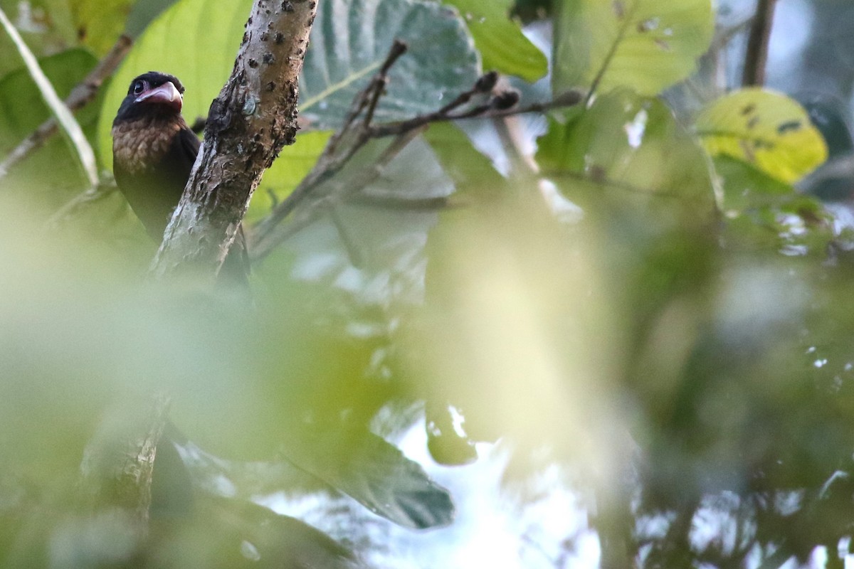 Dusky Broadbill - ML620425074