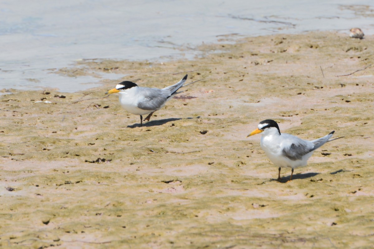 Least Tern - ML620425075