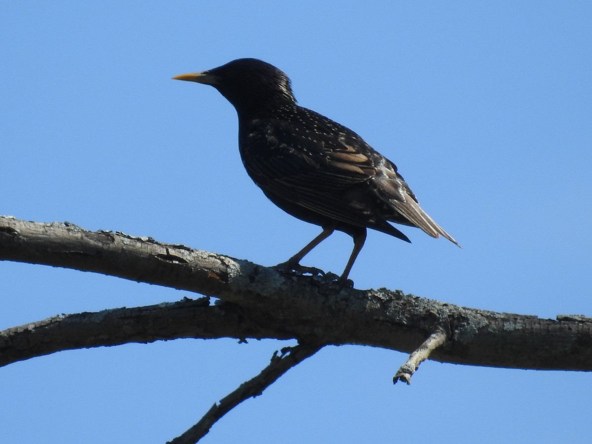 European Starling - ML620425080