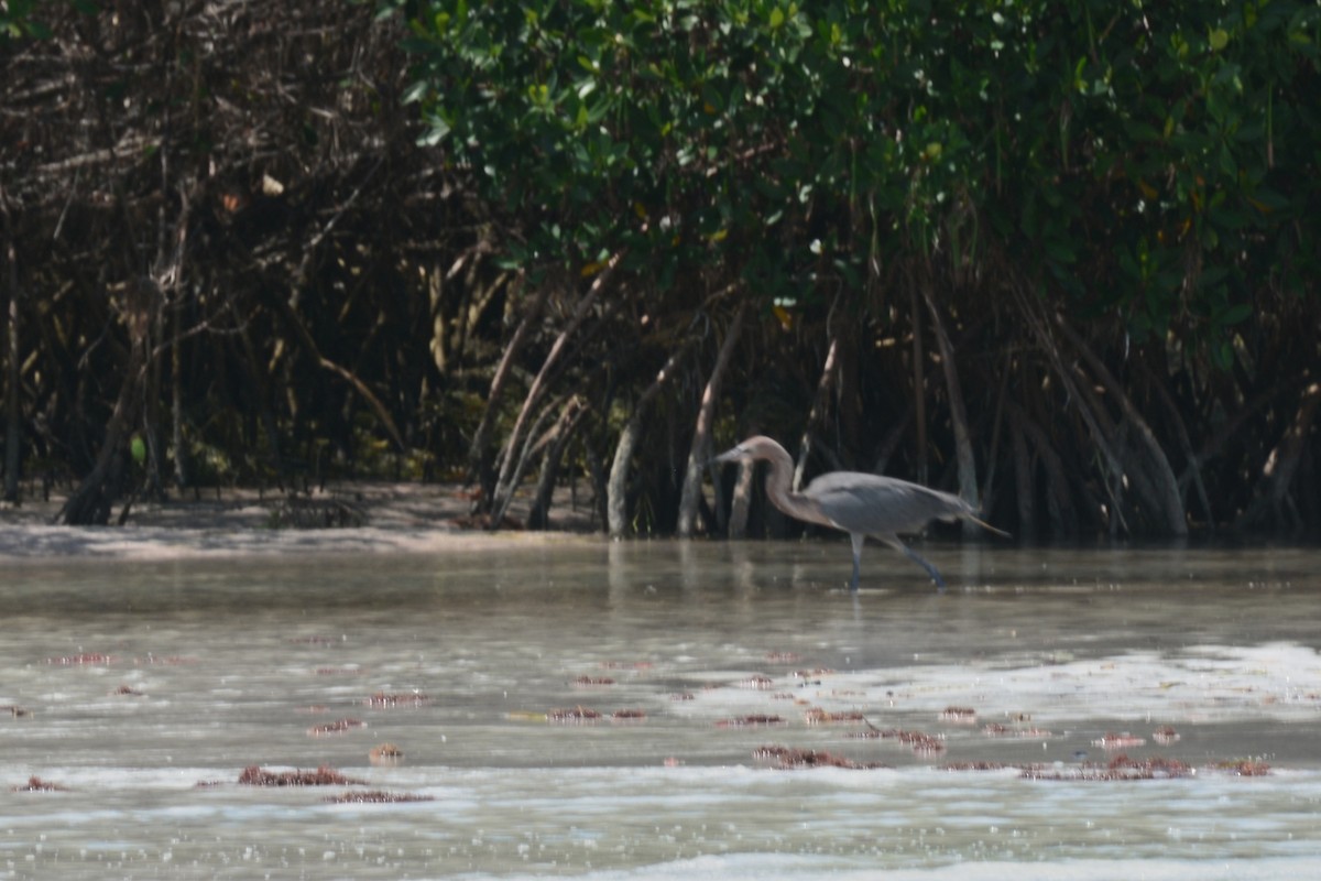 Reddish Egret - ML620425087