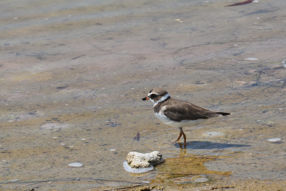 Semipalmated Plover - ML620425091