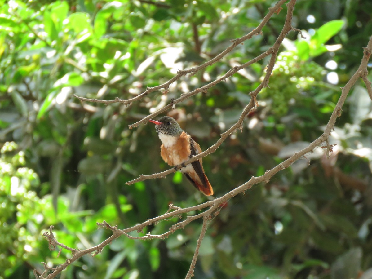 Amazilia Hummingbird - ML620425092