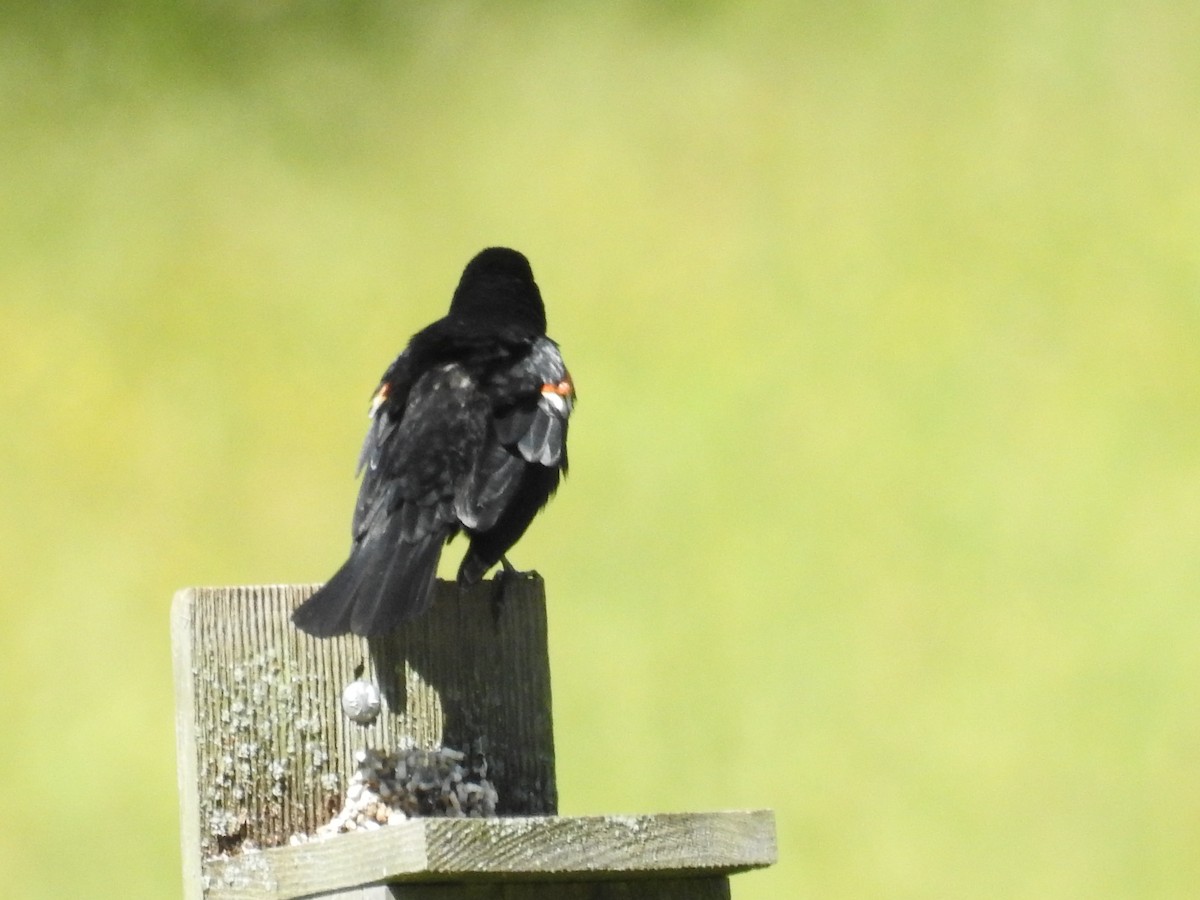 Red-winged Blackbird - ML620425095