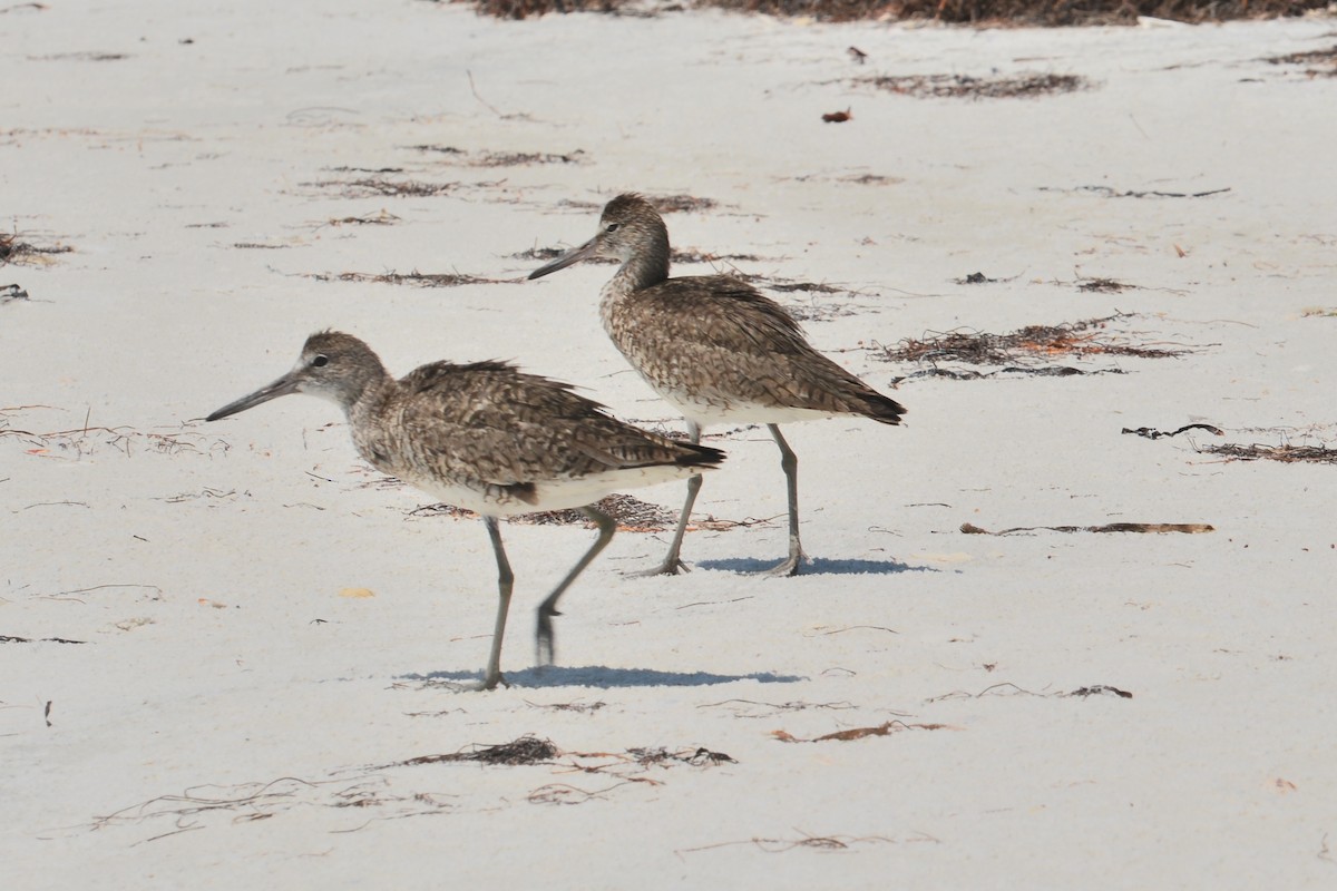 Willet - ML620425097