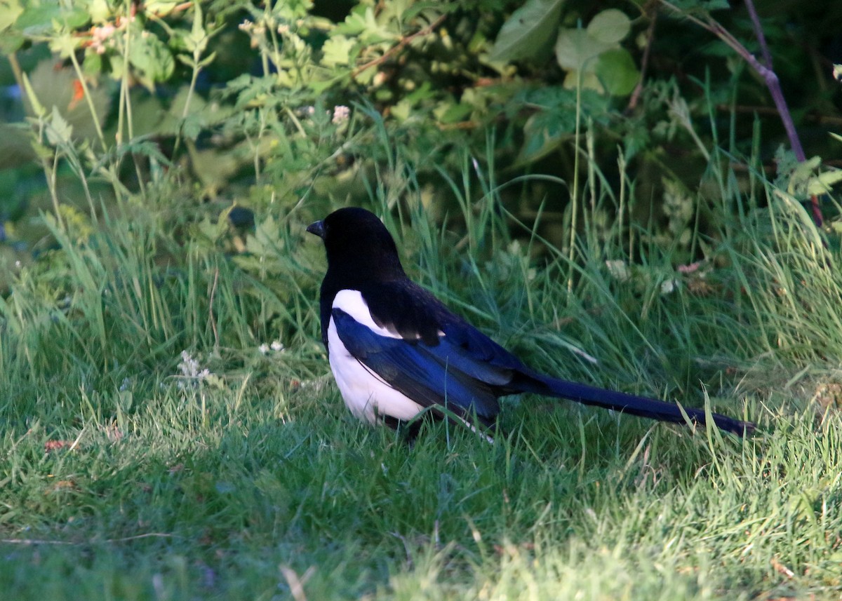 Eurasian Magpie - ML620425098