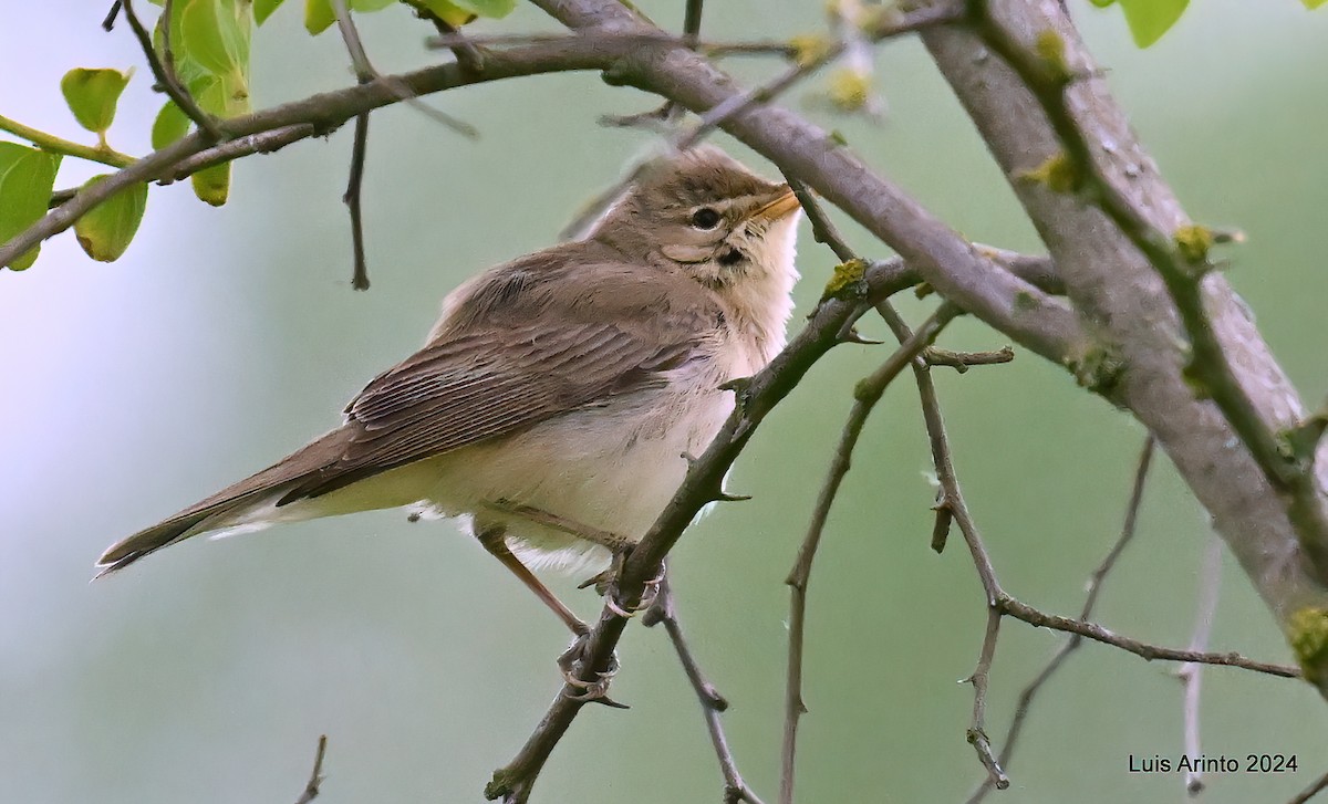 Eastern Olivaceous Warbler - Luis Arinto