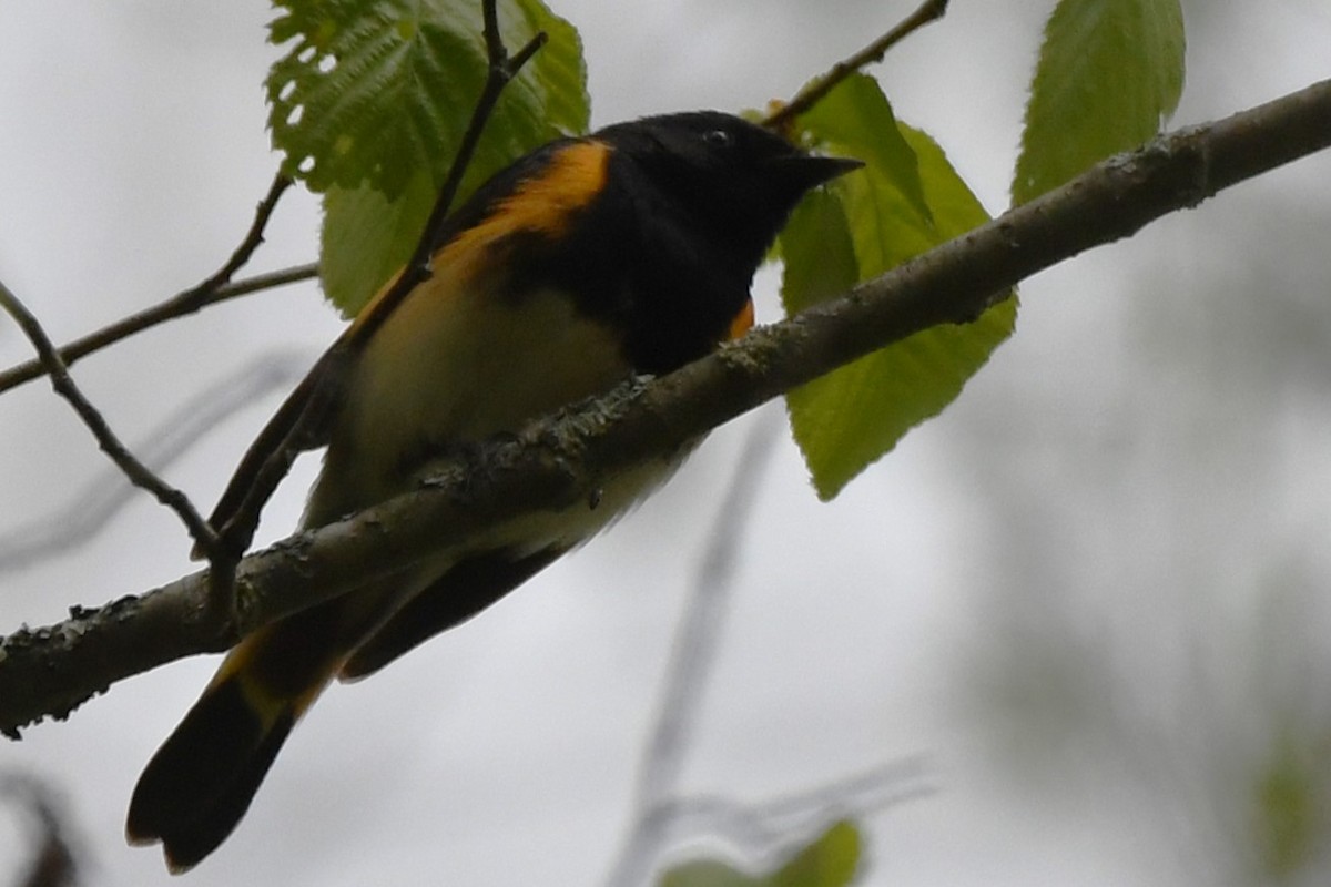 American Redstart - ML620425103