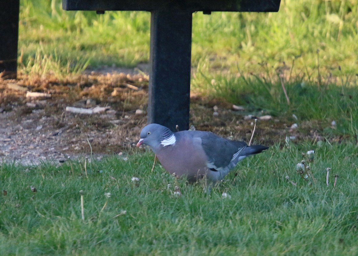 Common Wood-Pigeon - ML620425105