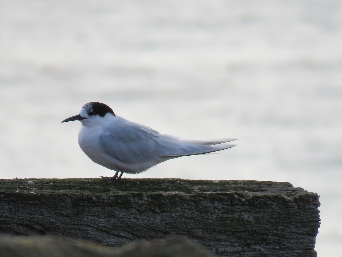 White-fronted Tern - ML620425120