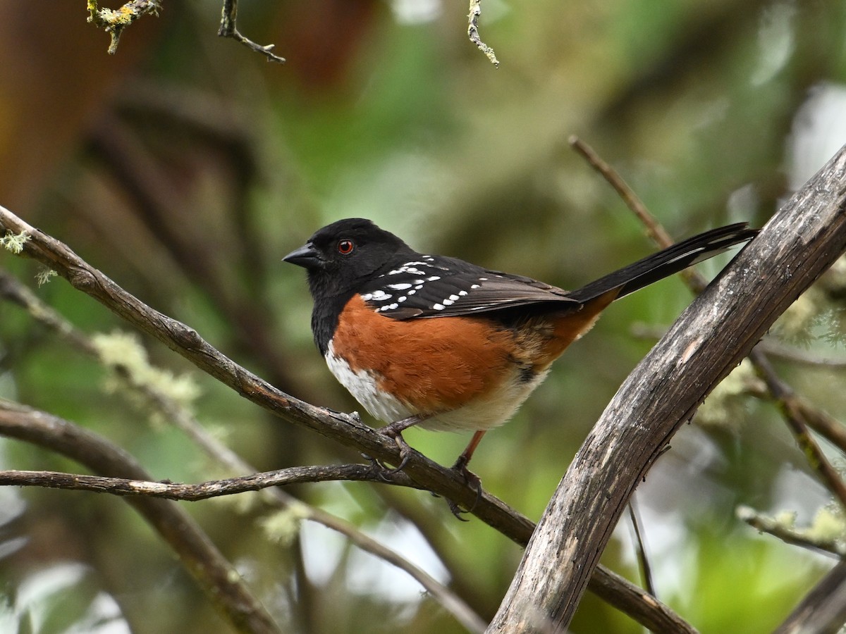 Spotted Towhee - ML620425127