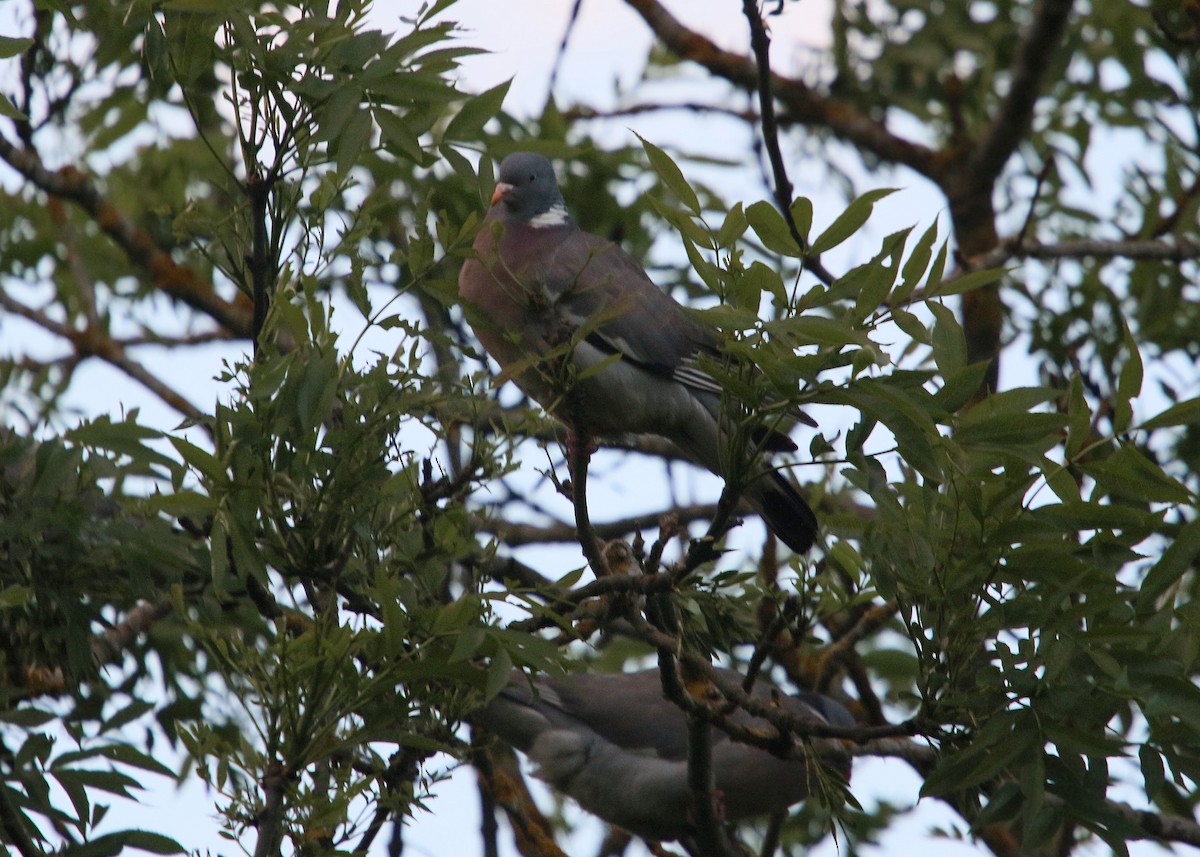 Common Wood-Pigeon - ML620425134