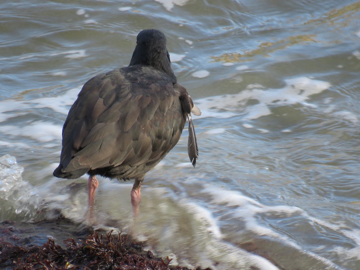 Variable Oystercatcher - ML620425148