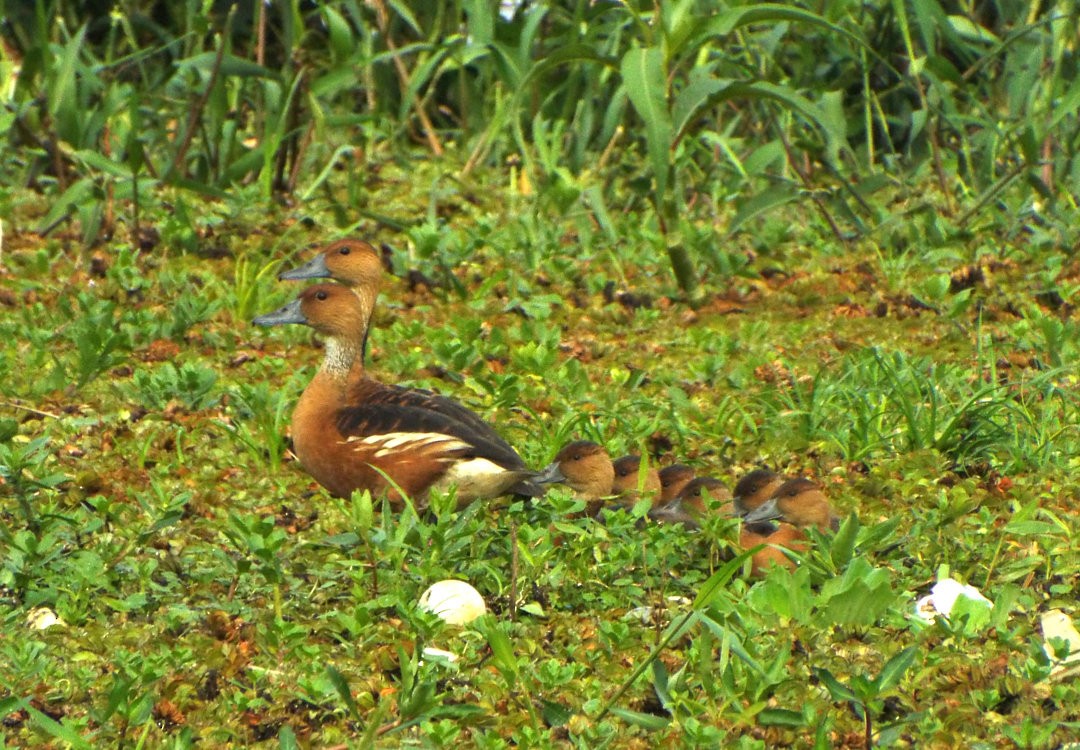 Fulvous Whistling-Duck - ML620425150