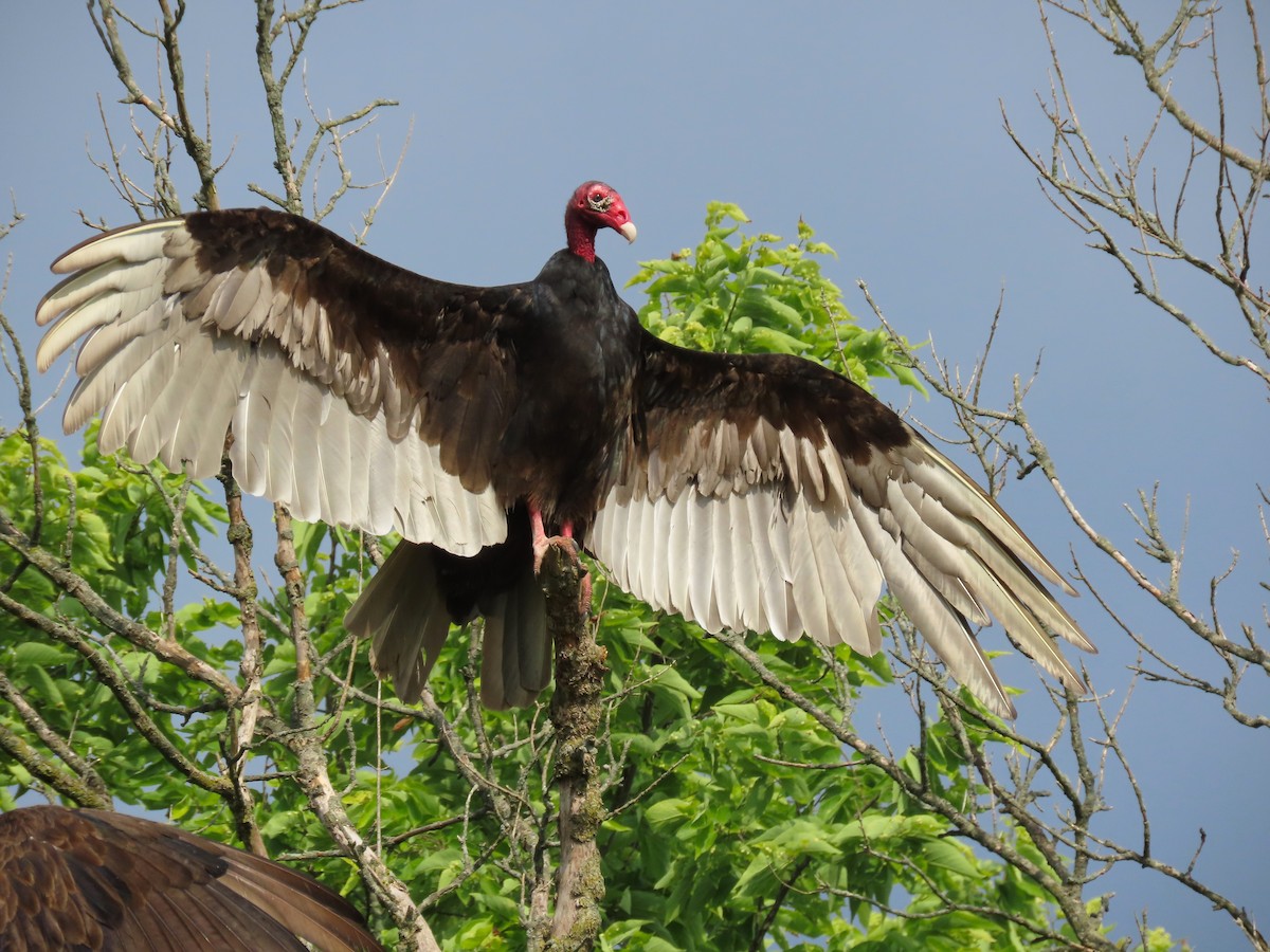 Turkey Vulture - ML620425174