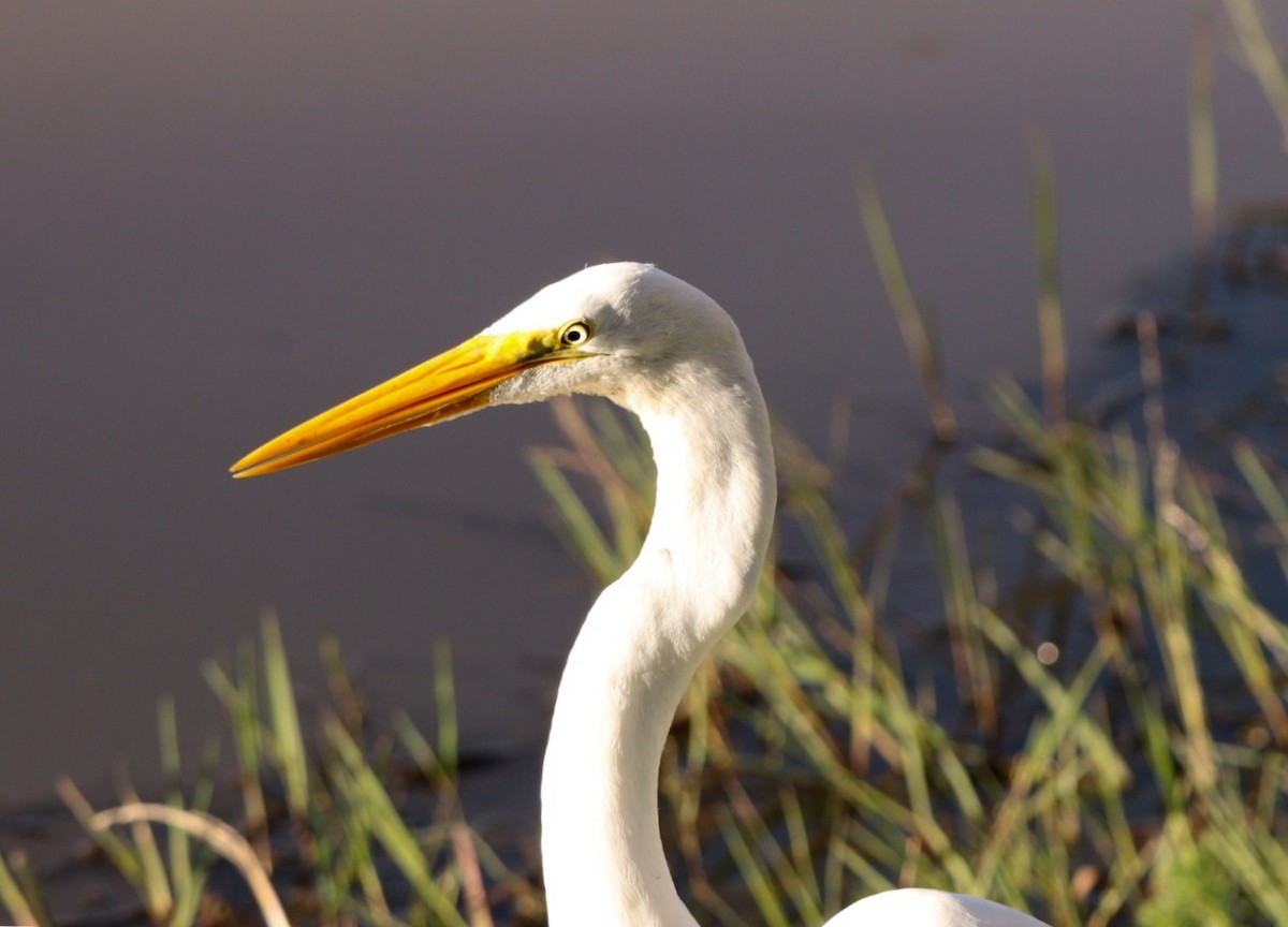 Great Egret - ML620425191