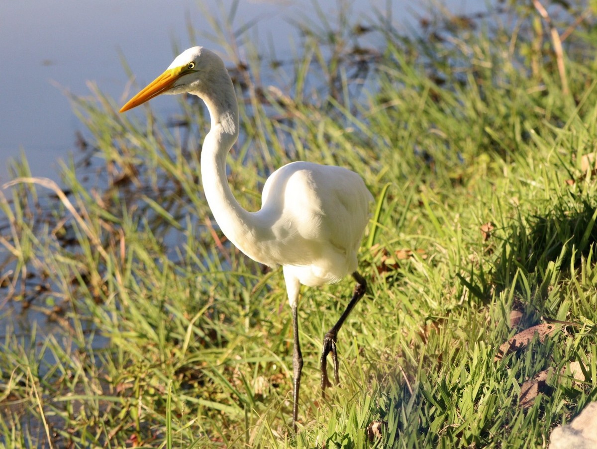 Grande Aigrette - ML620425193