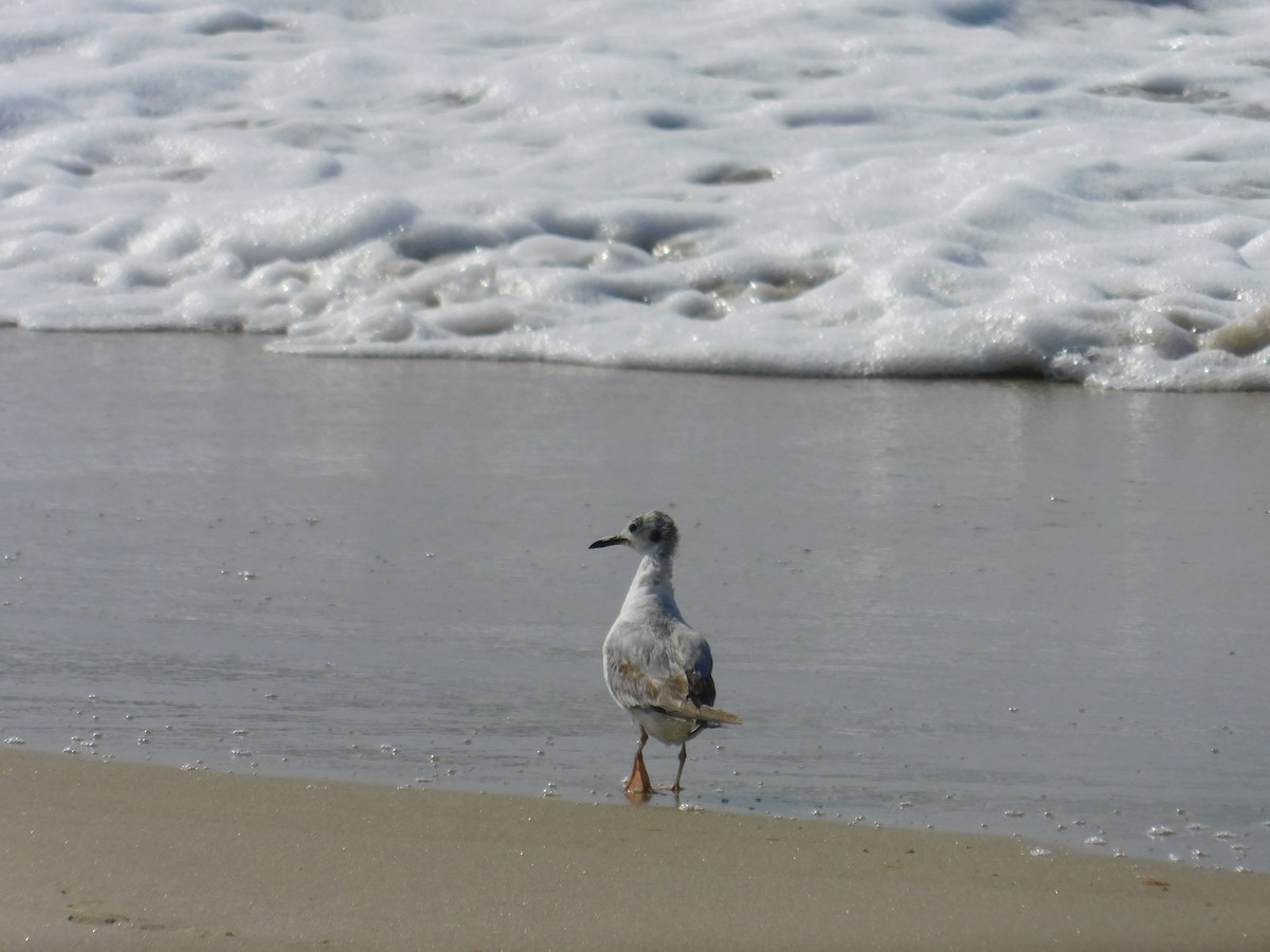 Bonaparte's Gull - ML620425194