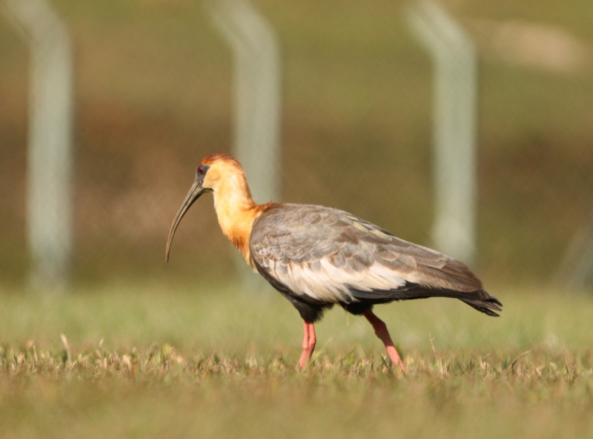 ibis bělokřídlý - ML620425202