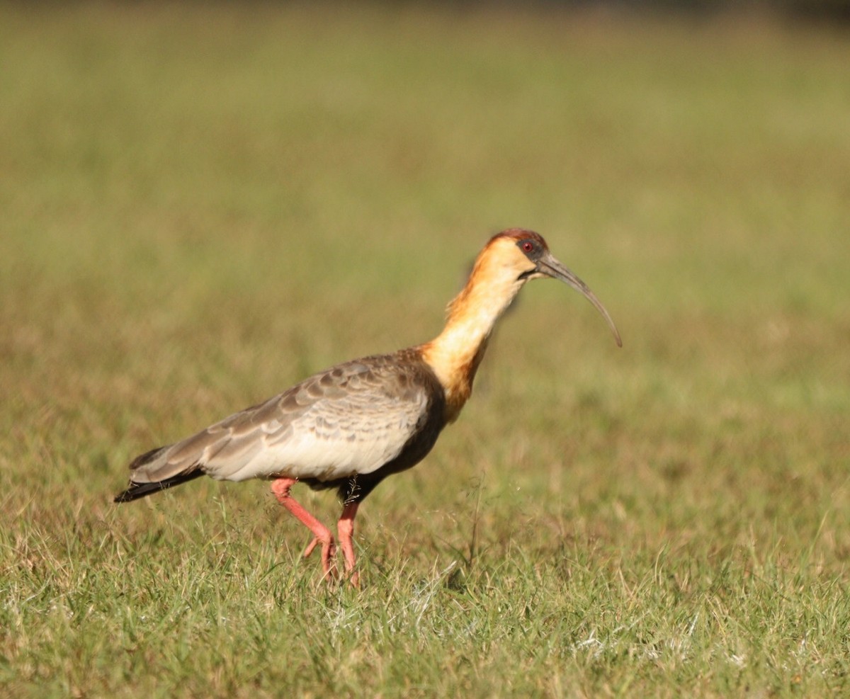 Buff-necked Ibis - ML620425203