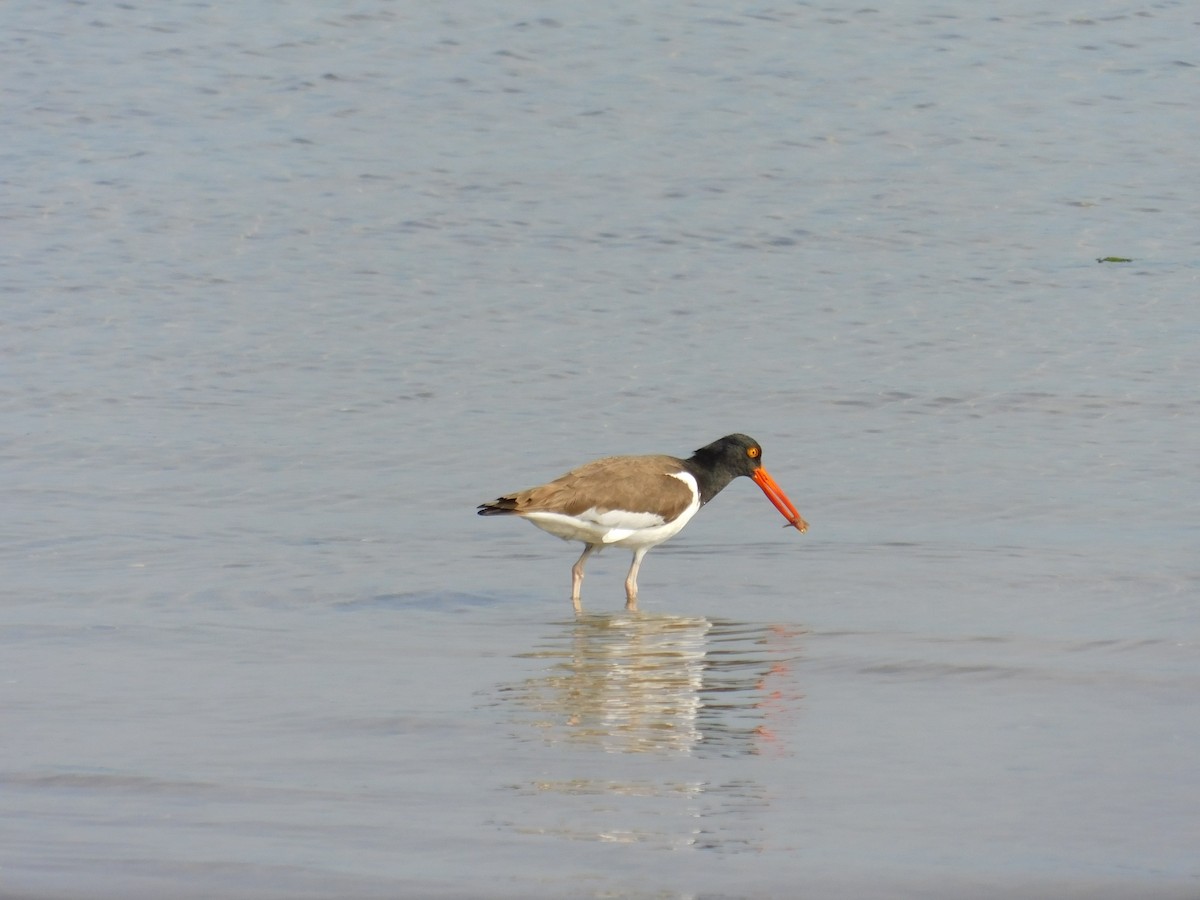 American Oystercatcher - ML620425204