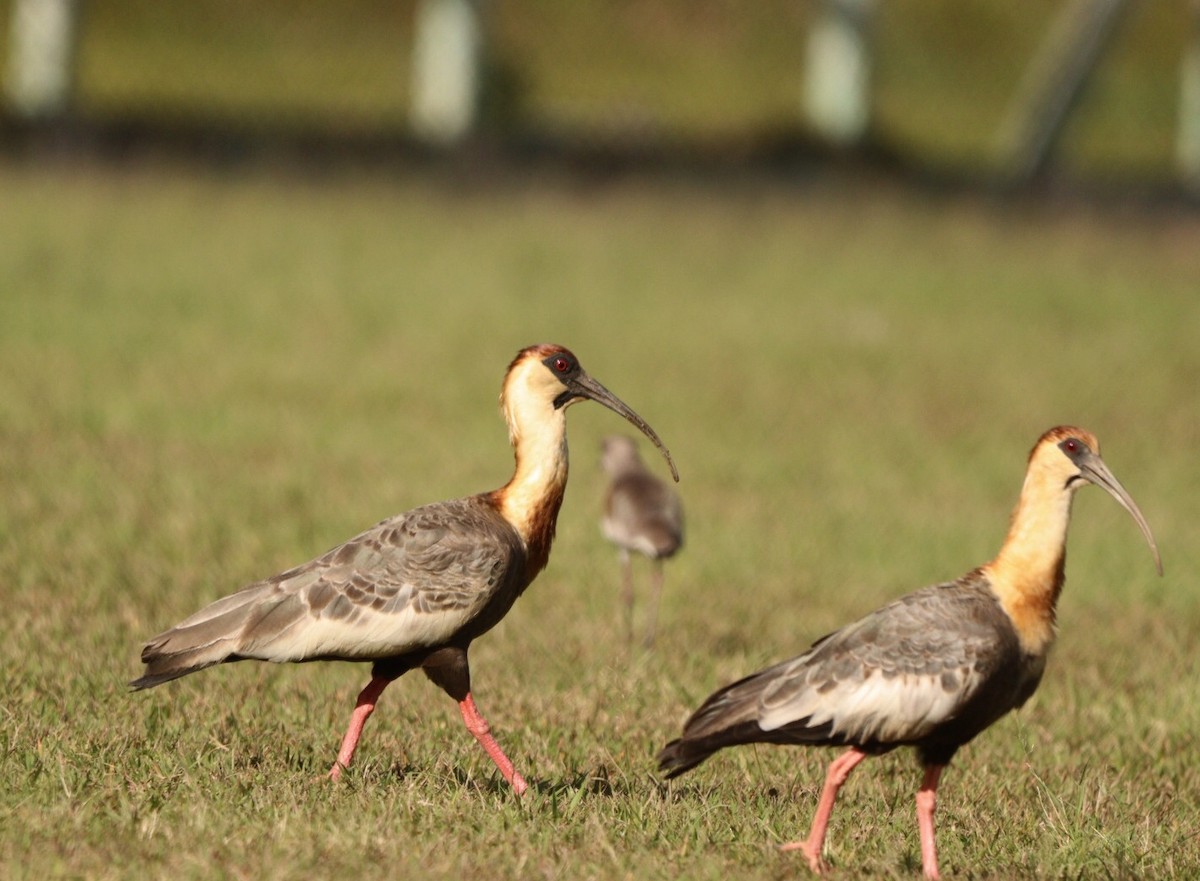 Buff-necked Ibis - ML620425205