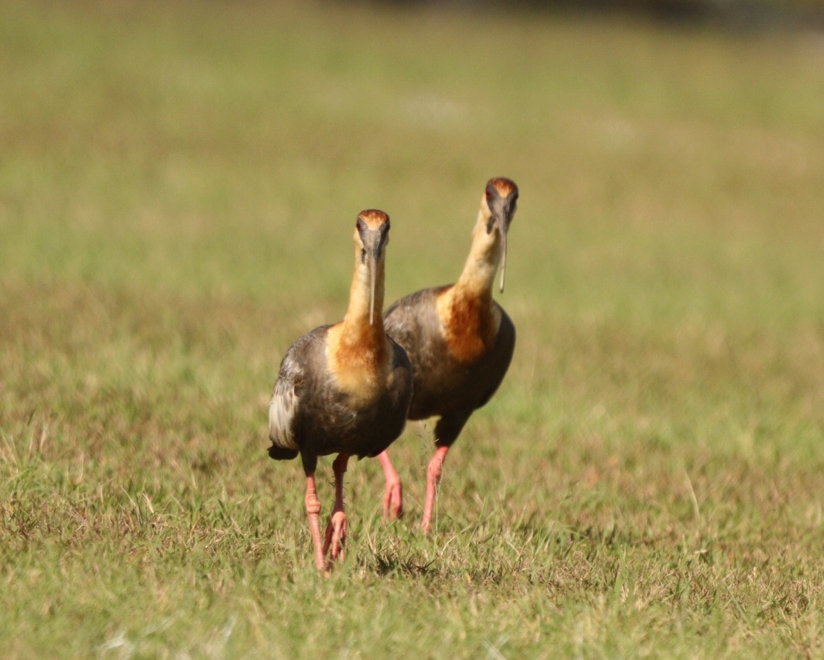 Buff-necked Ibis - ML620425206