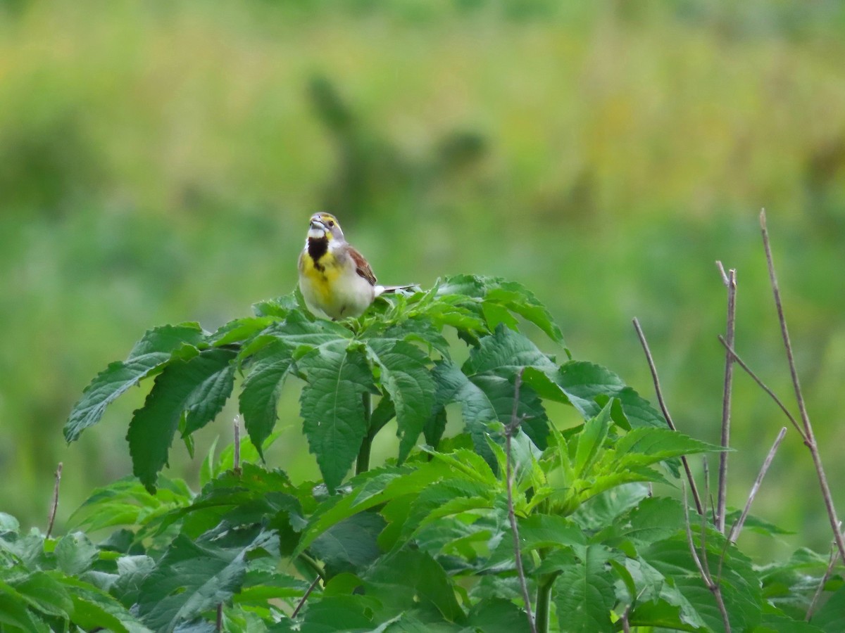 Dickcissel - ML620425216