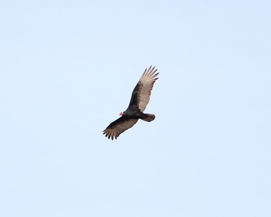 Turkey Vulture - ML620425220