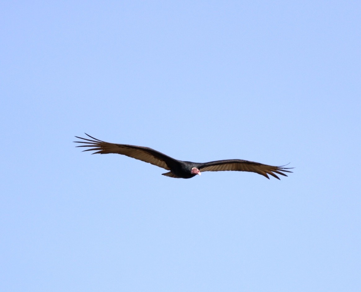 Turkey Vulture - ML620425222