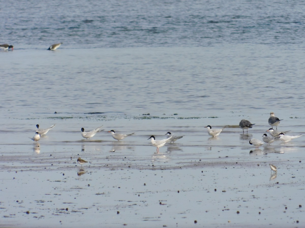 Roseate Tern - ML620425233