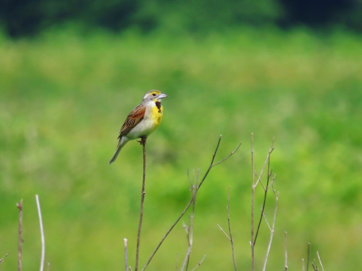 Dickcissel d'Amérique - ML620425236