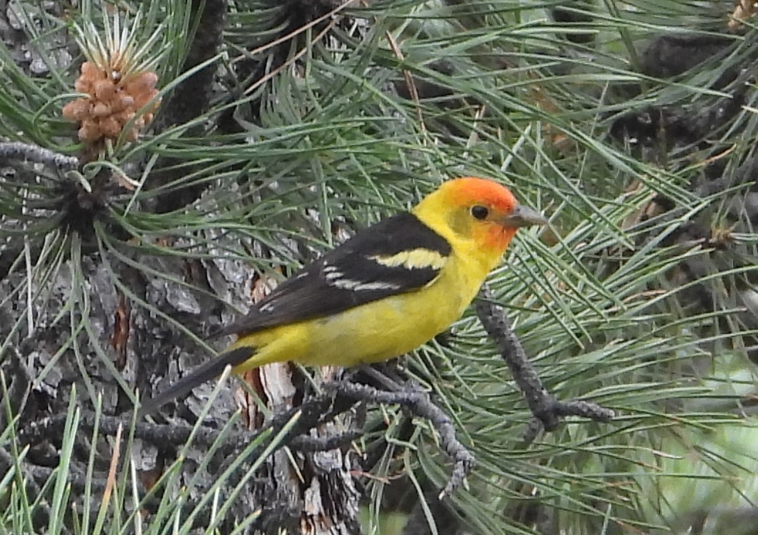Western Tanager - ML620425237