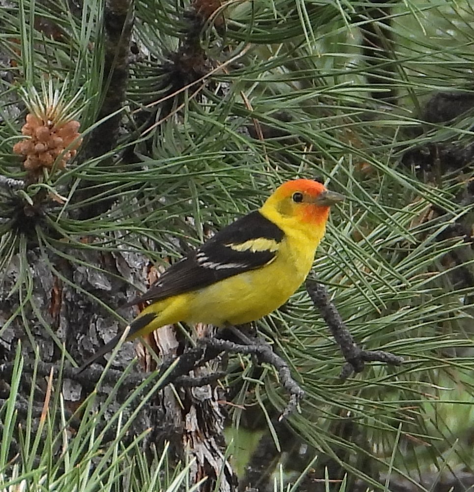 Western Tanager - ML620425238