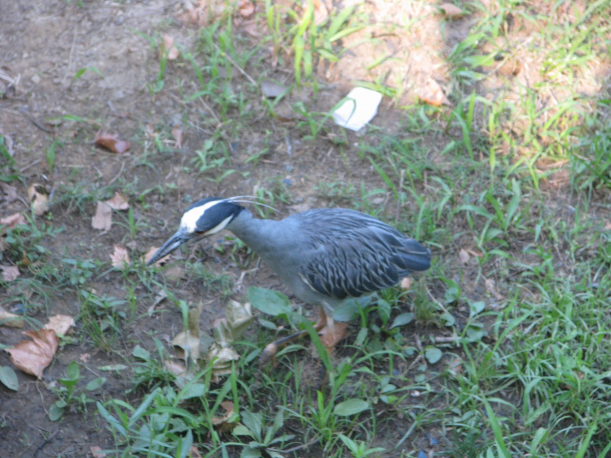 Yellow-crowned Night Heron - ML620425239