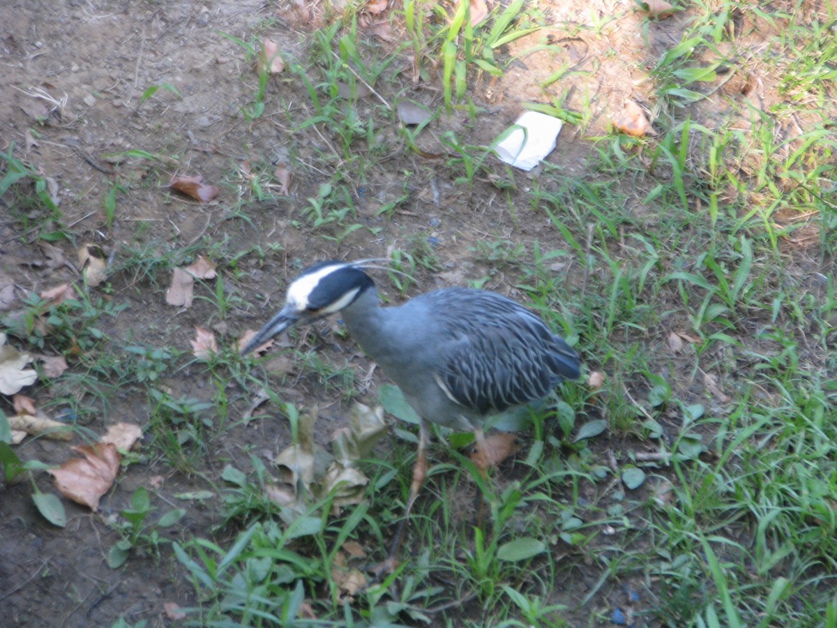 Yellow-crowned Night Heron - ML620425240