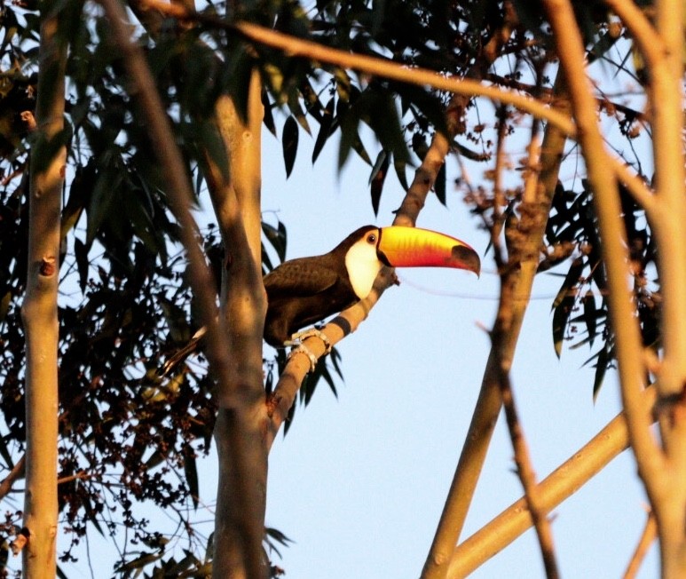 Toucan toco - ML620425241