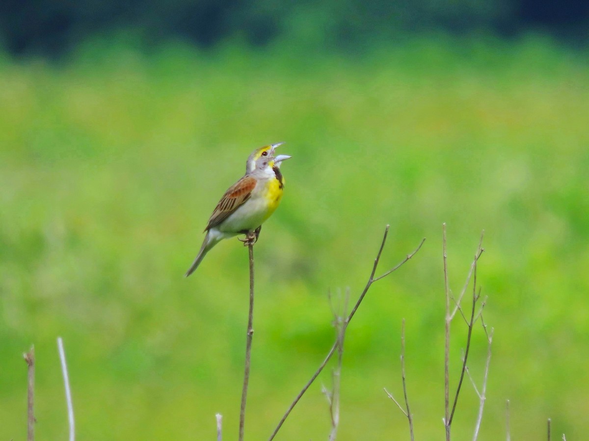 Dickcissel - ML620425244